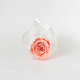 The Always Coral Rose Forever Rose - Shop for Flowers and Forever Roses - LK VERDANT